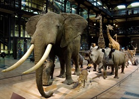 grande gallerie du musée d'histoire naturelle de paris