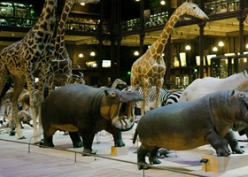 musée national d'histoire naturelle de paris