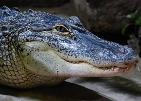 aquarium tropical paris crocodile and aligator